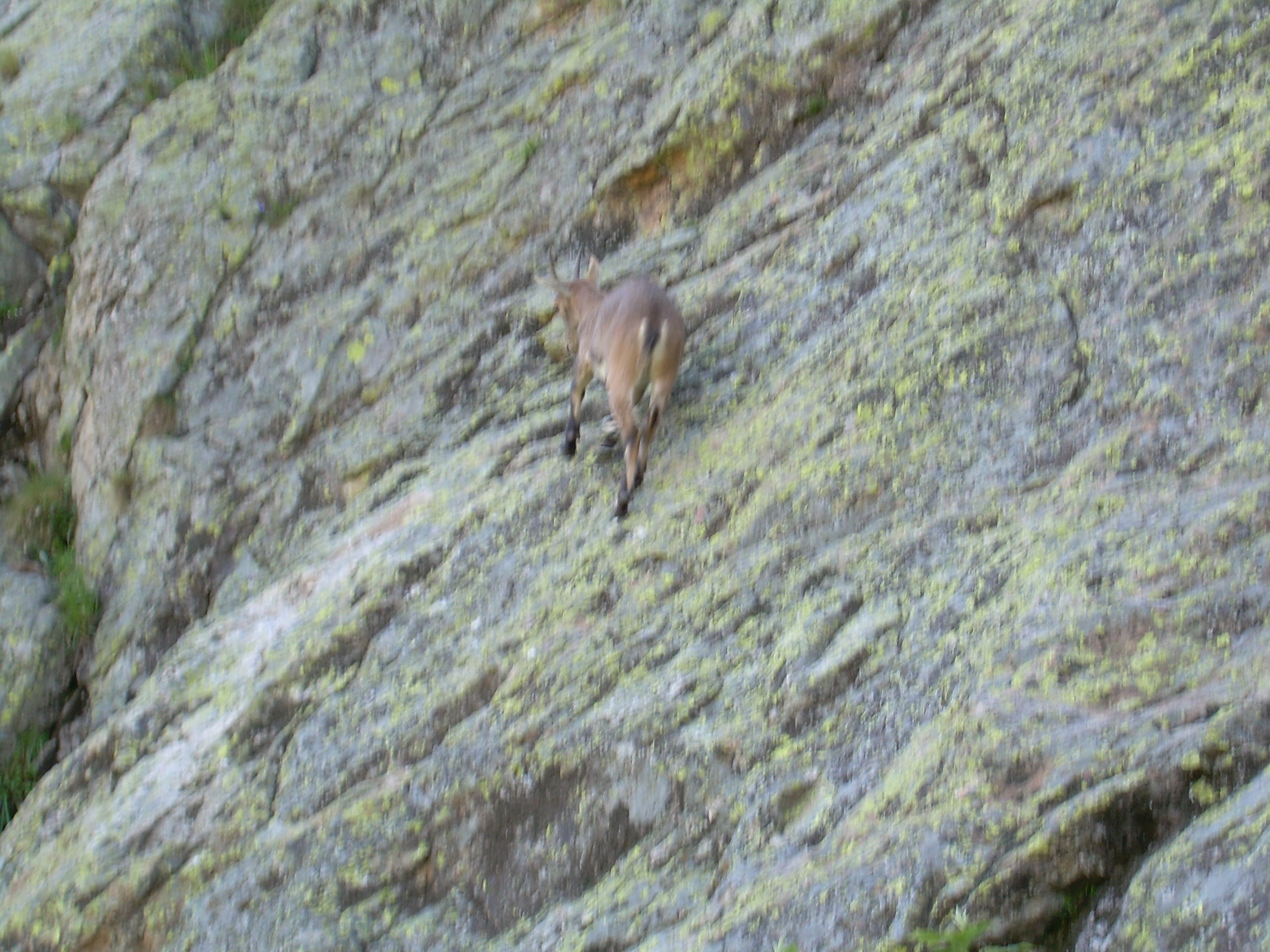 Chamois 4.JPG